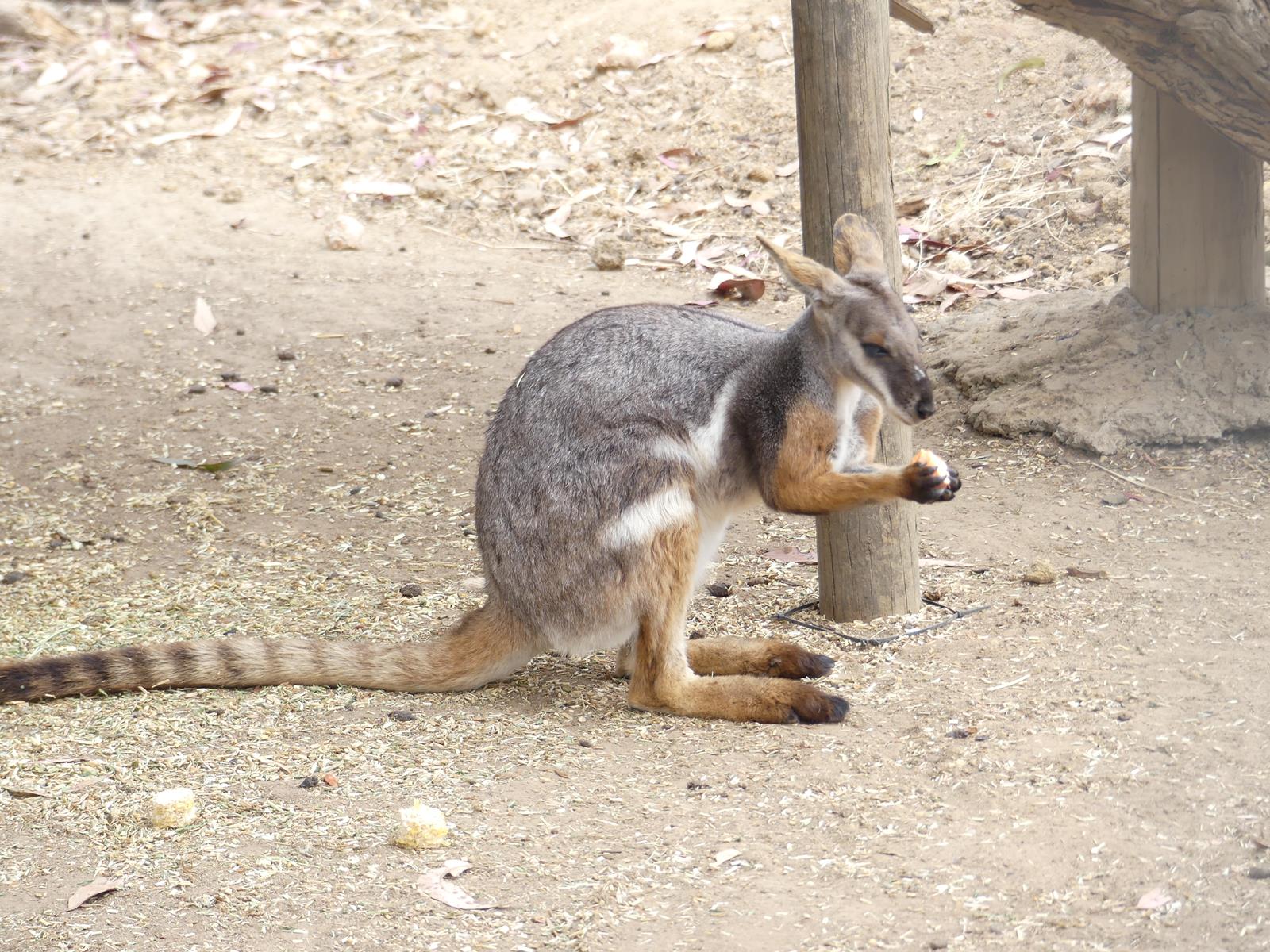 un wallaby