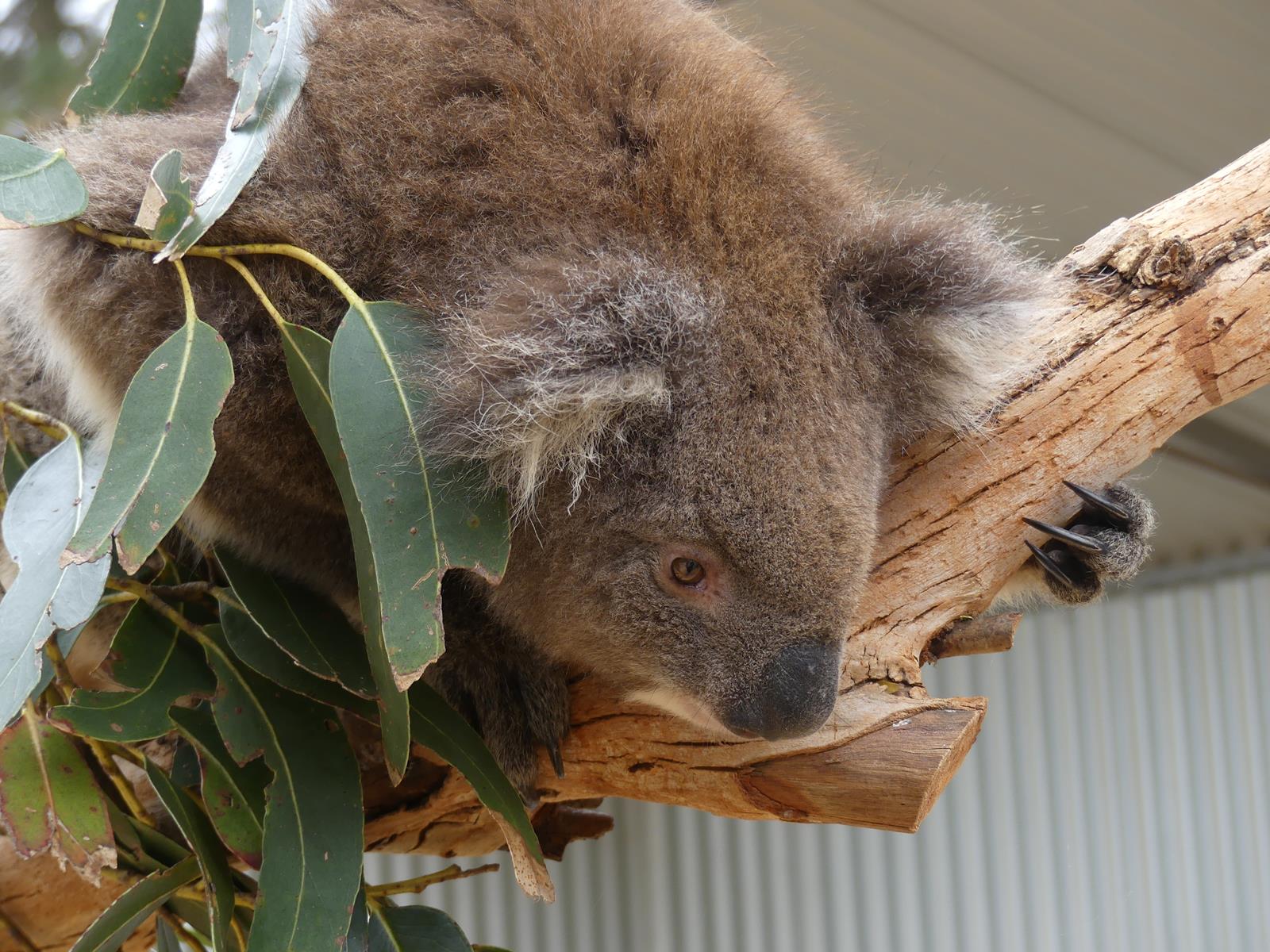 Kangaroo Island Wildlife Park