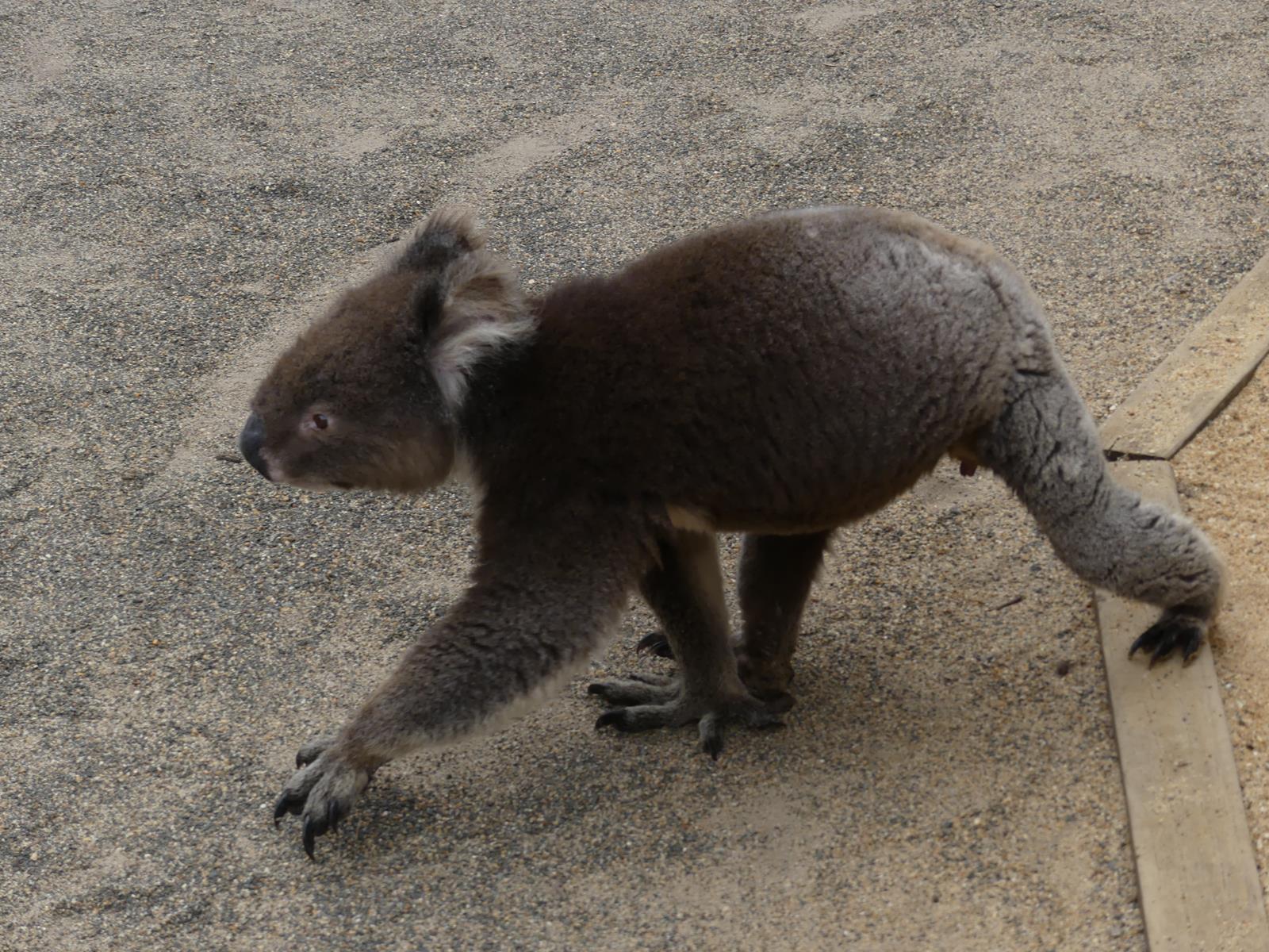 Kangaroo Island Wildlife Park