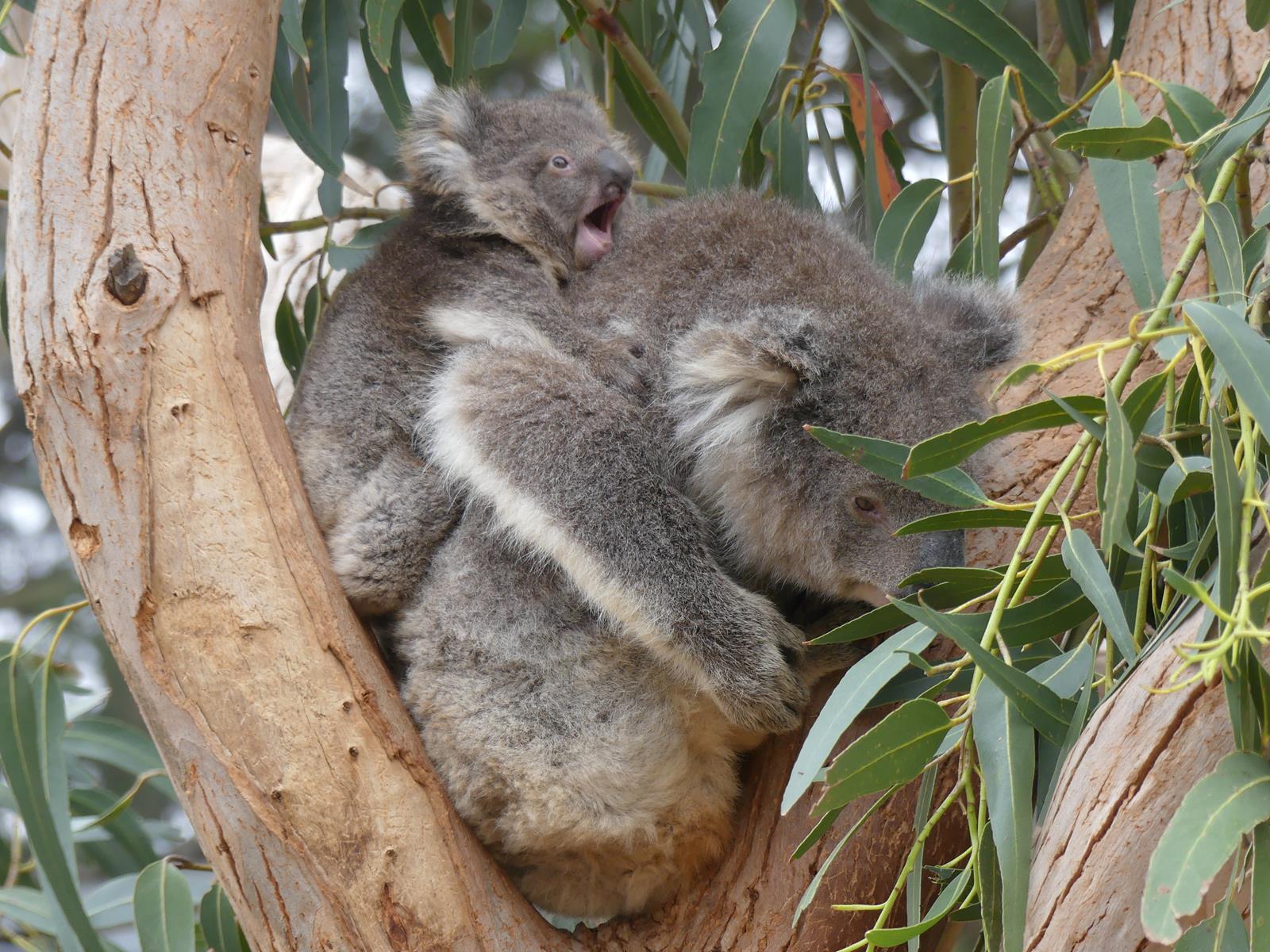 Kangaroo Island Wildlife Park