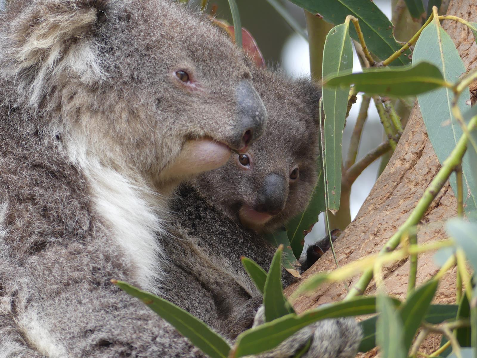 Kangaroo Island Wildlife Park