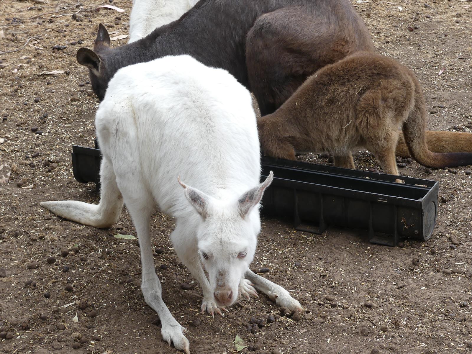 Kangaroo Island Wildlife Park