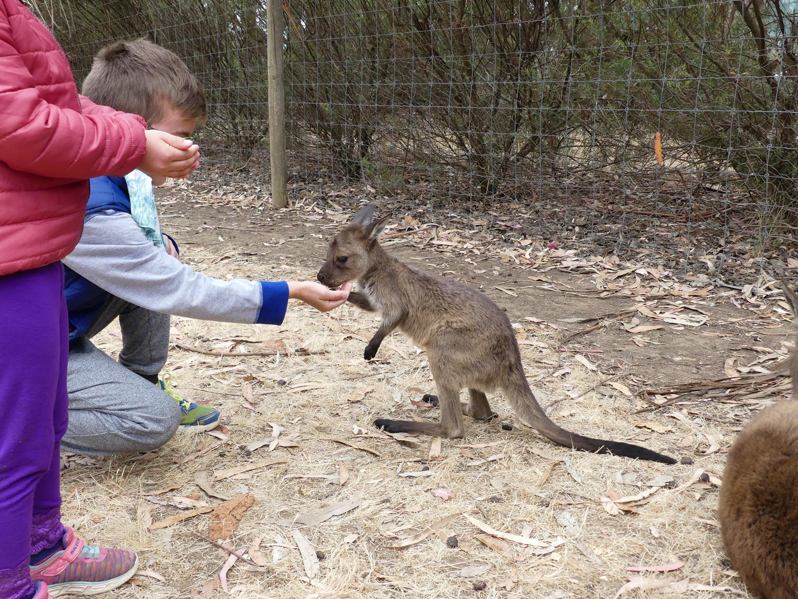 Kangaroo Island Wildlife Park