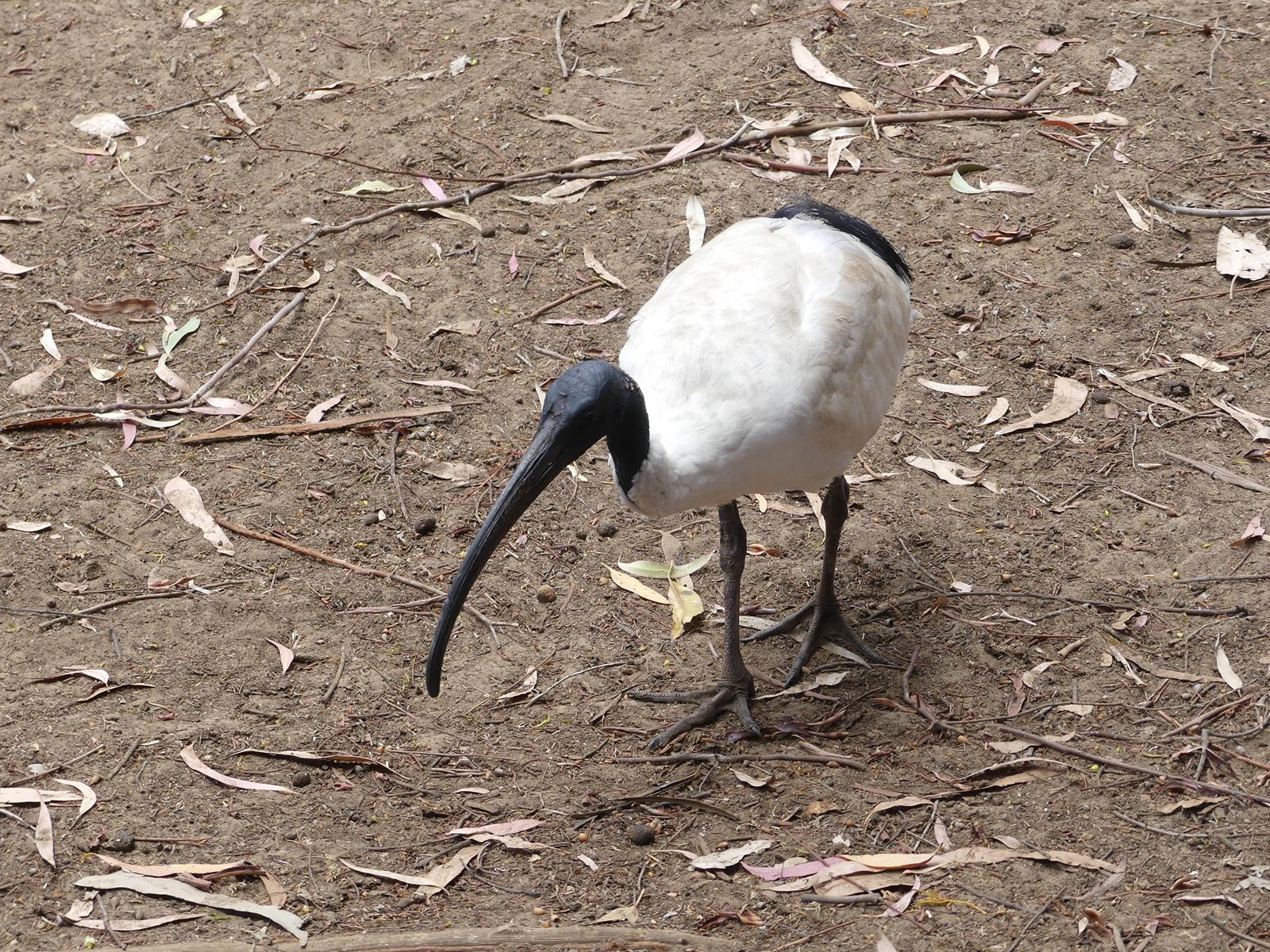 un ibis blanc