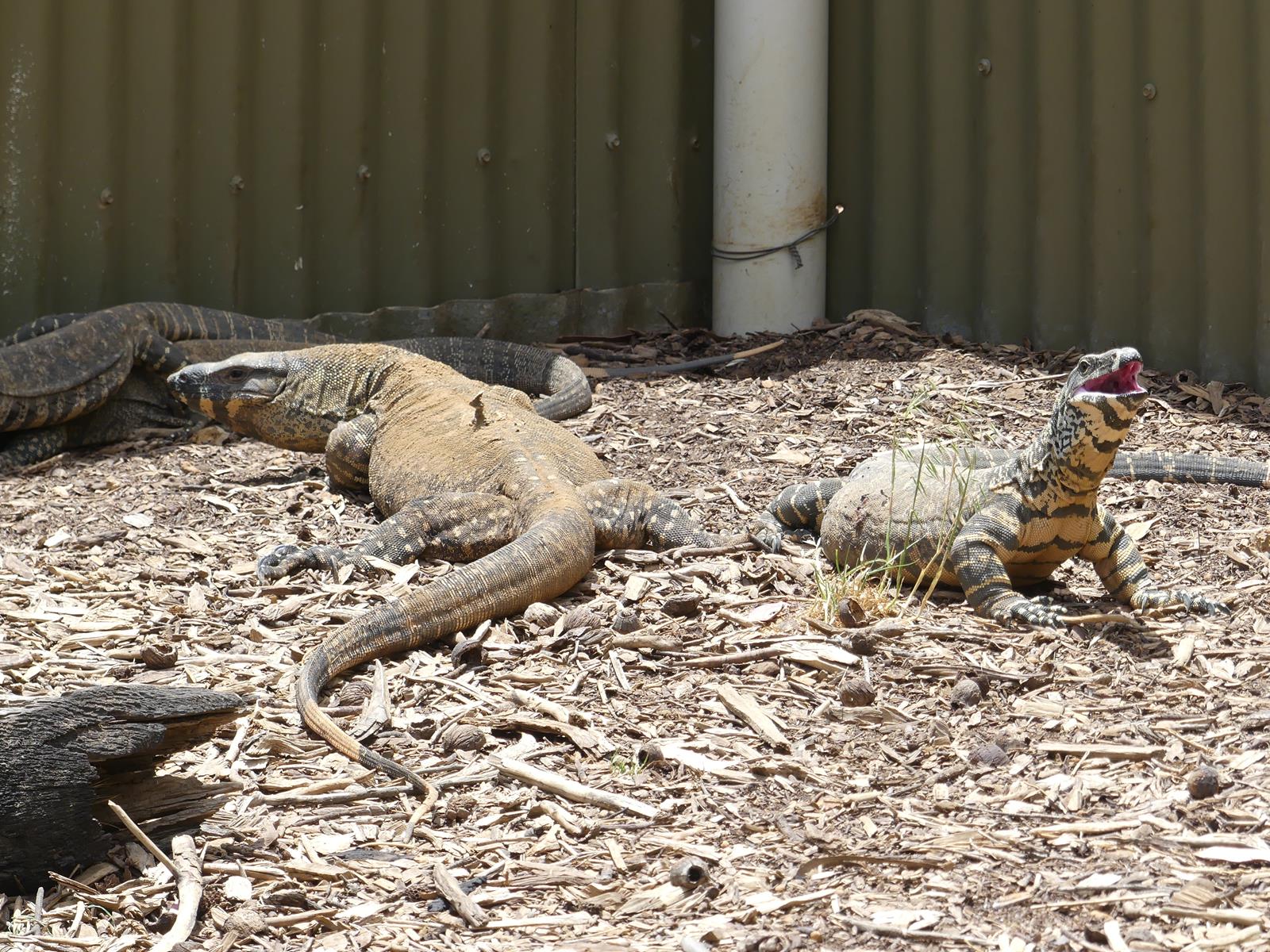 Kangaroo Island Wildlife Park