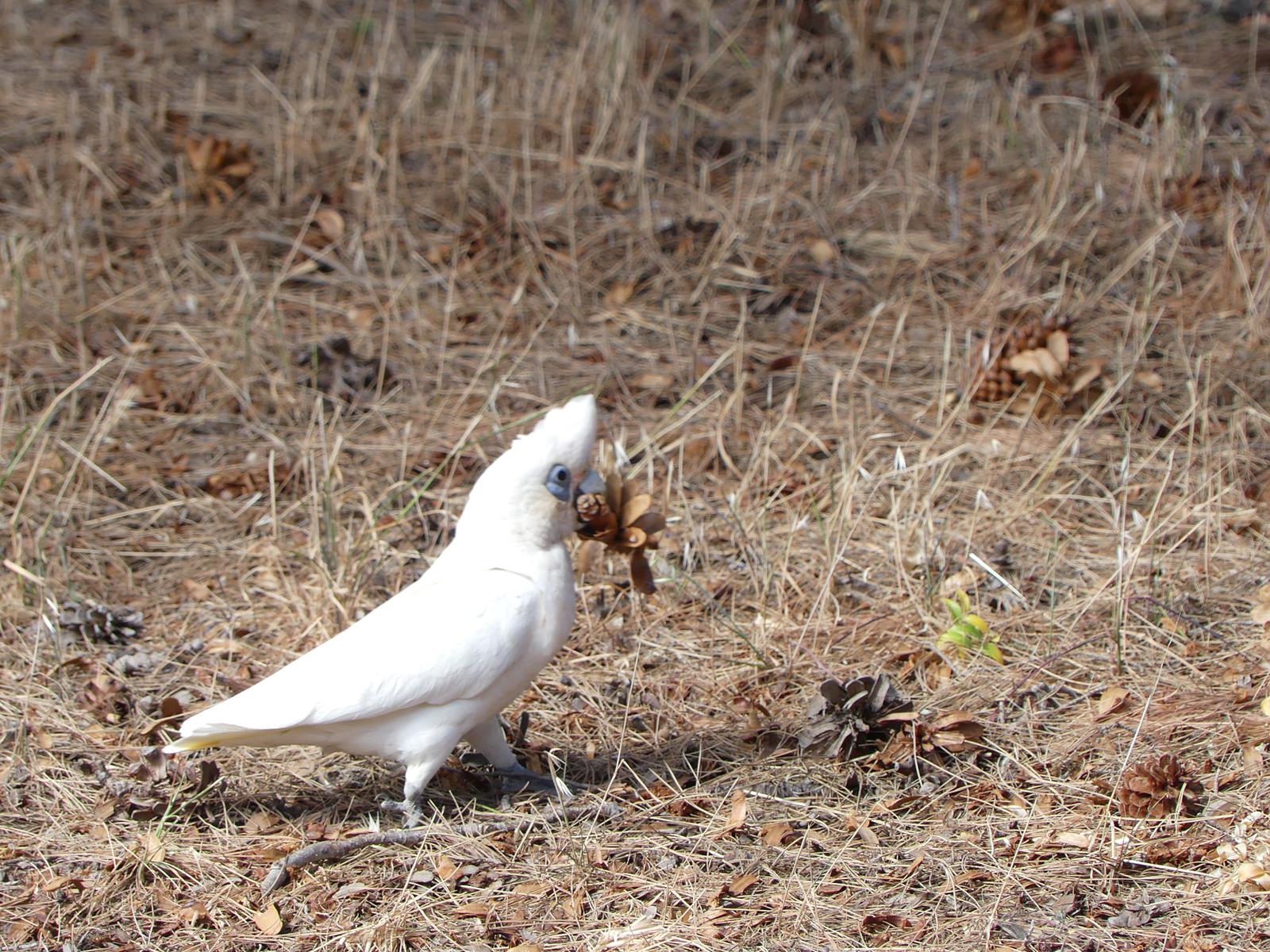 Cacatoes Corella
