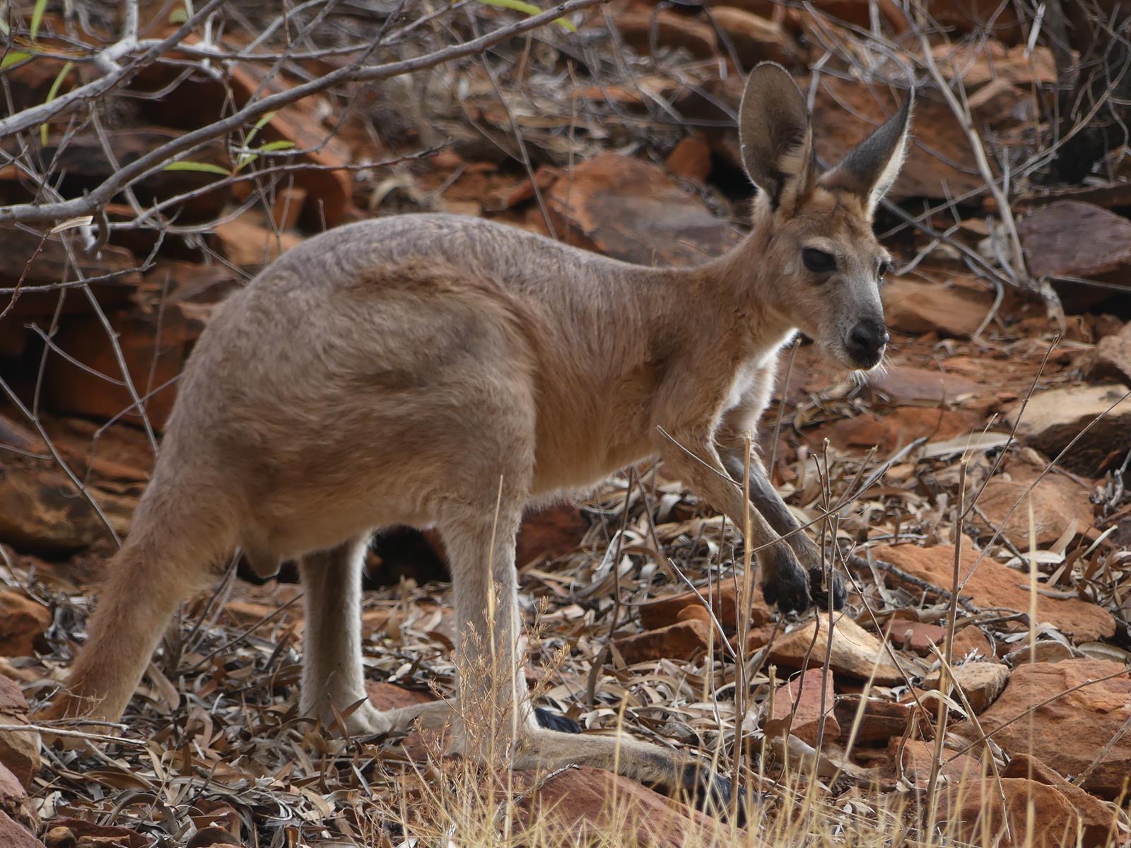 un kangourou sauvage