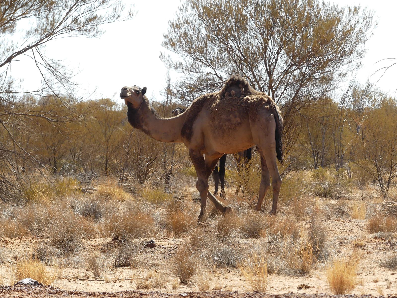 un chameau sauvage