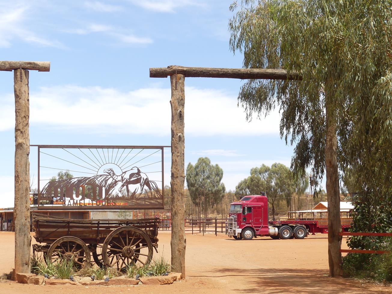 Camel farm