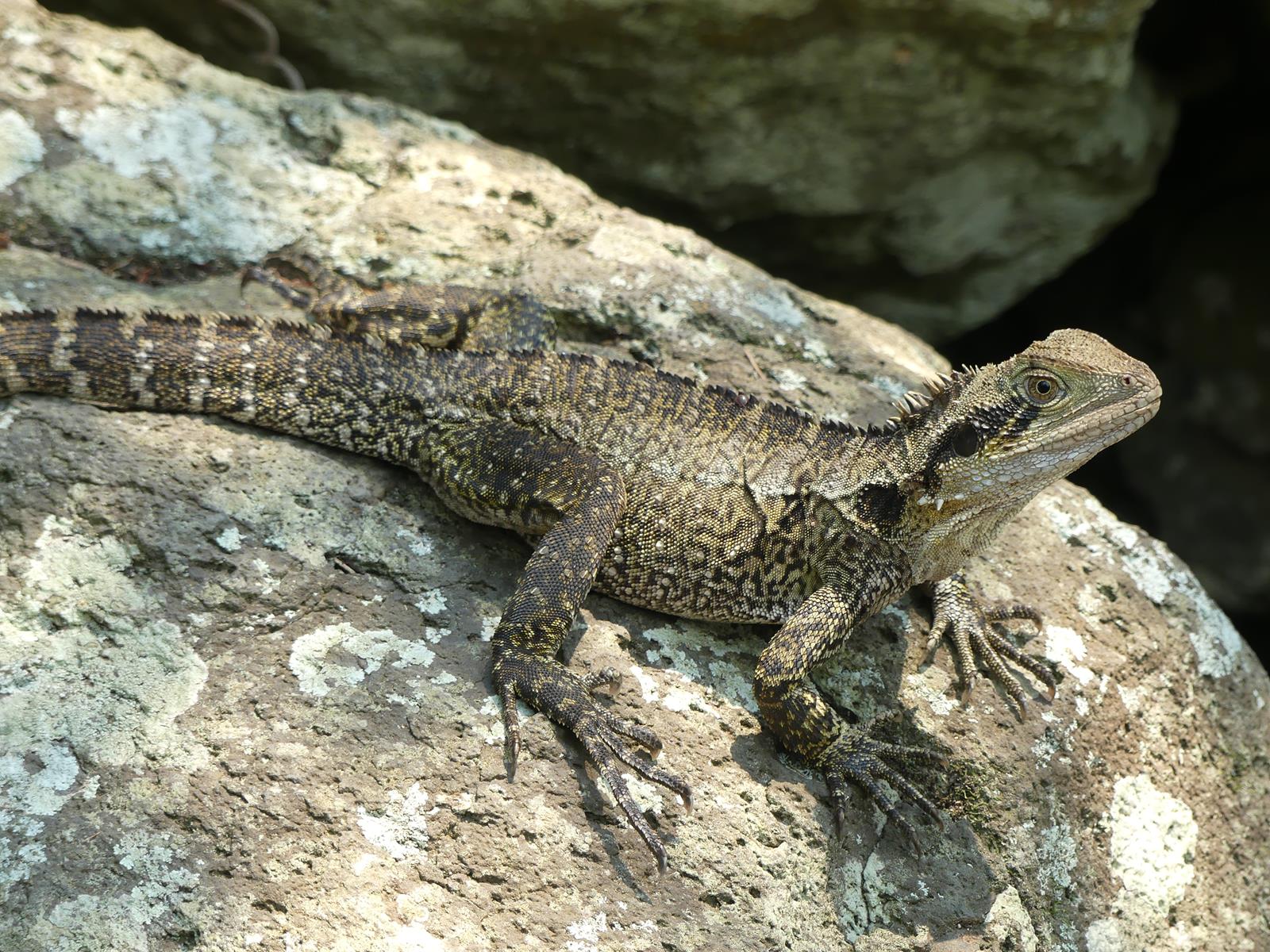 lézard dragon