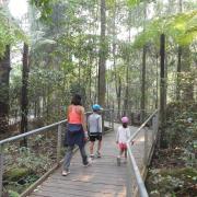 walking track à travers la forêt primaire