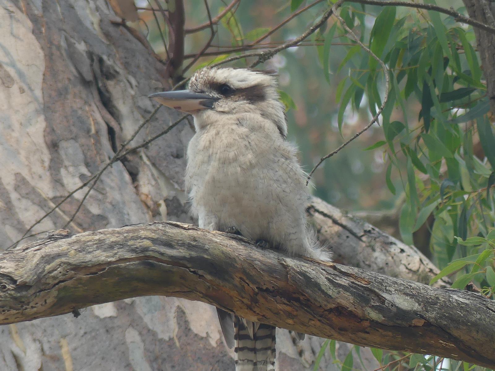 Kookaburra (martin pécheur géant)