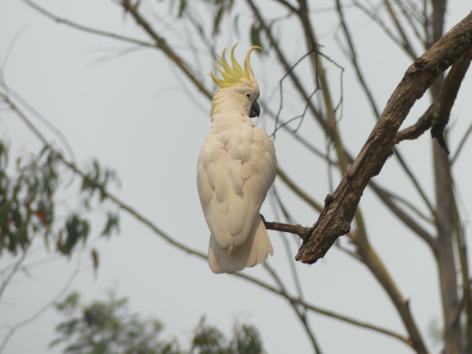 cacatoès à huppe jaune