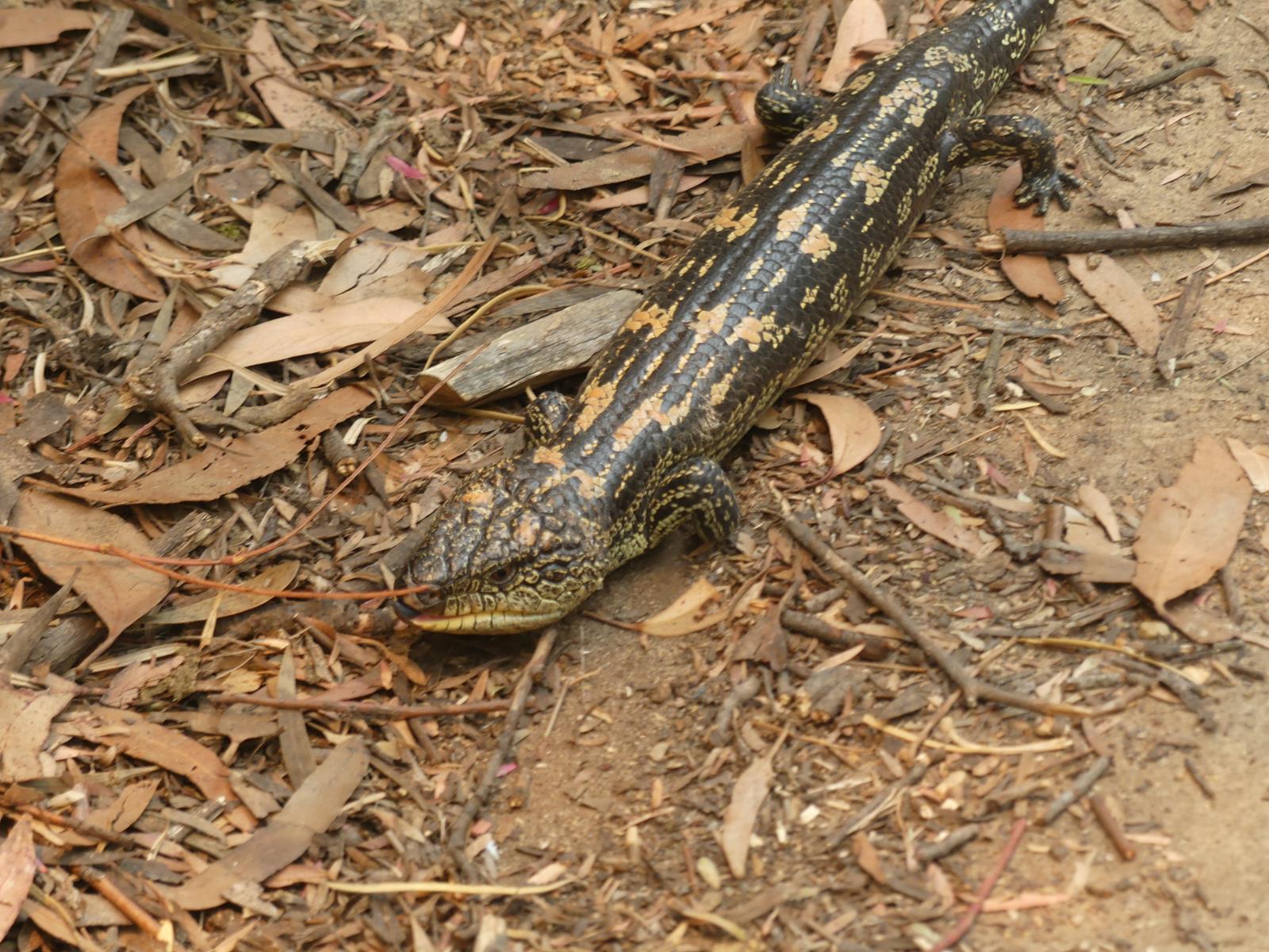 lézard à langue bleue