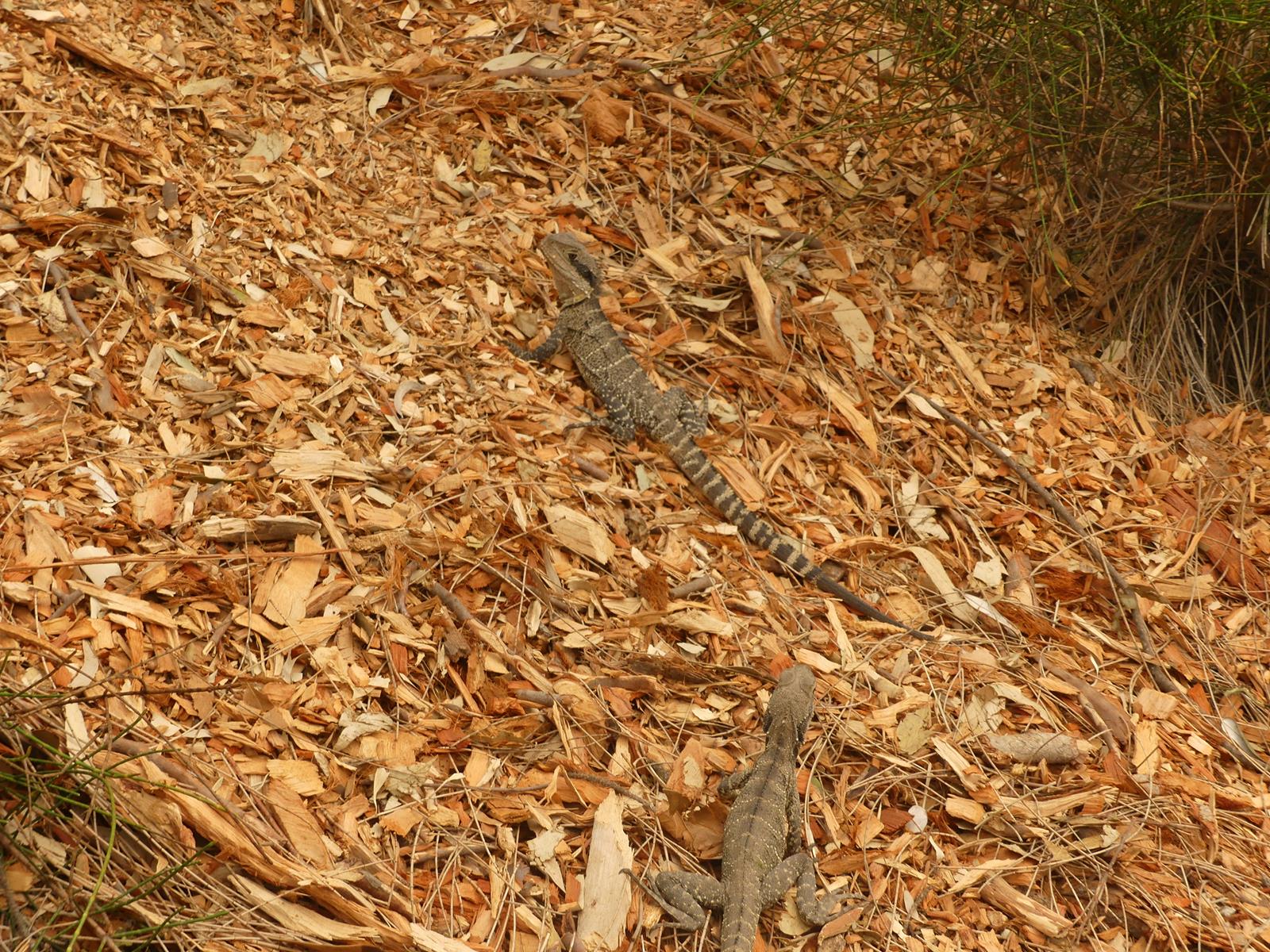 un lézard dragon