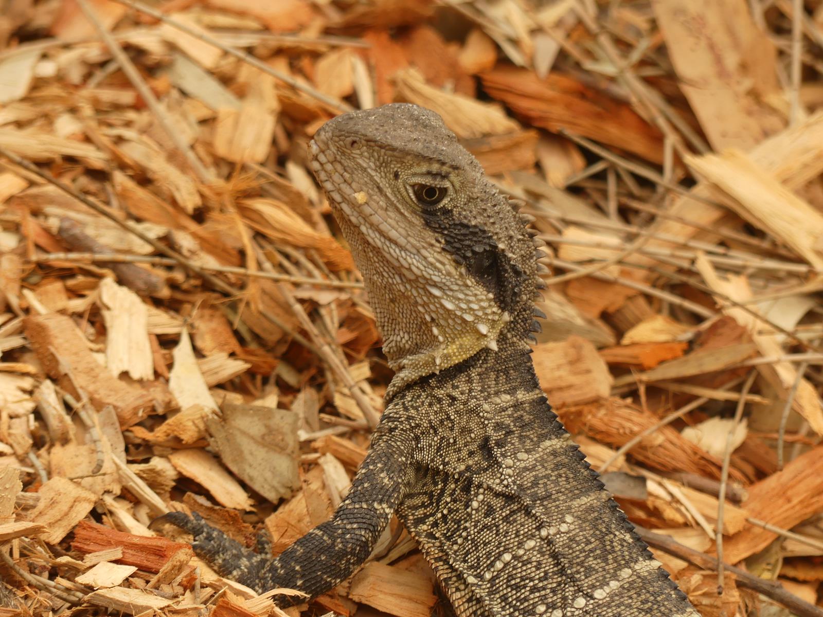 un lézard dragon