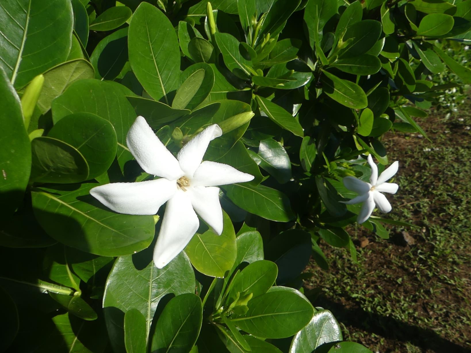 la fleur à la base du Monoï