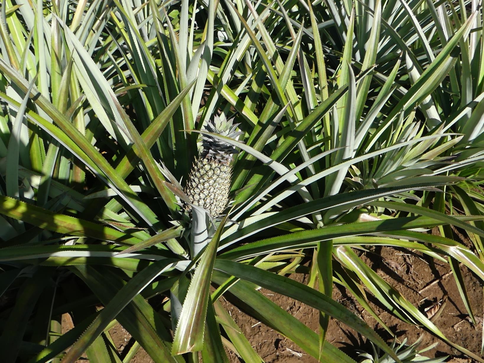 champ d'ananas (le fameux de Moorea)