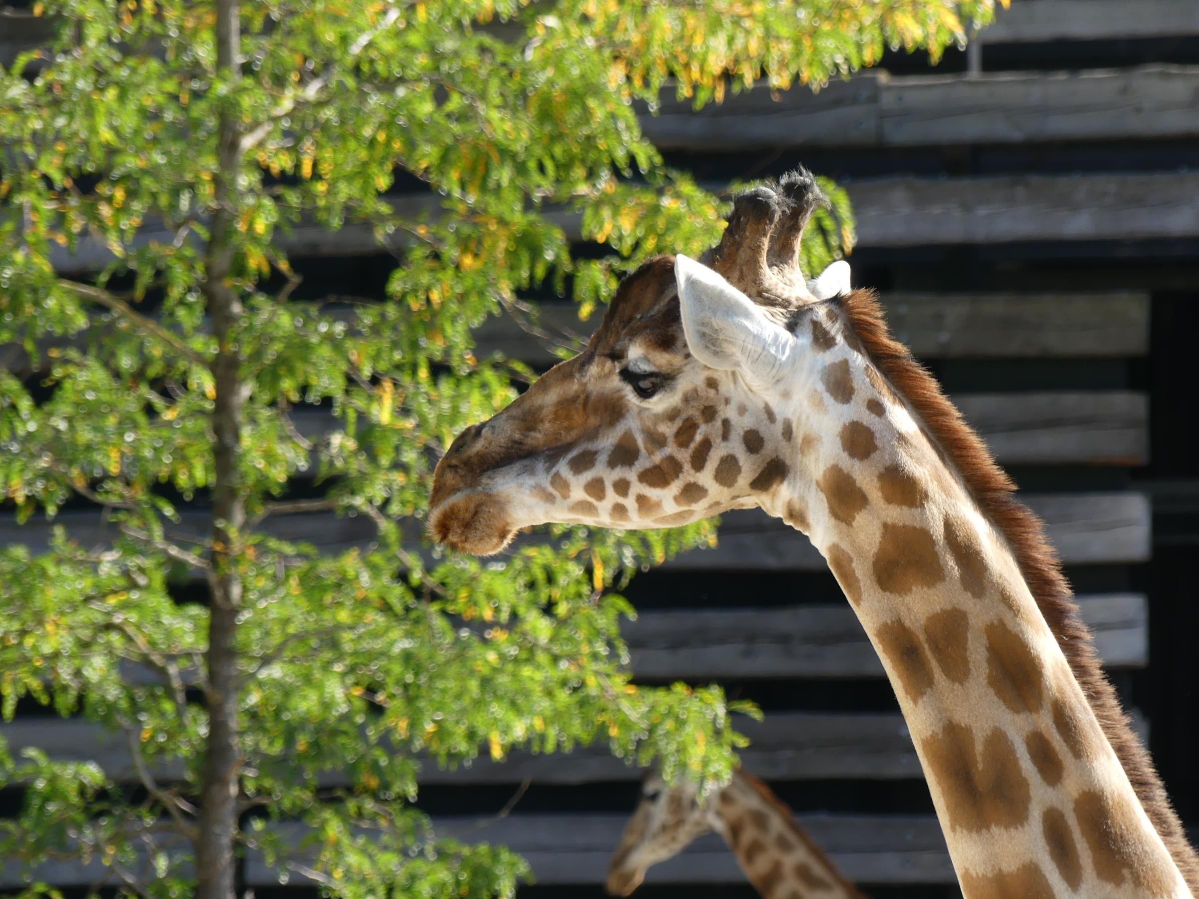 girafe