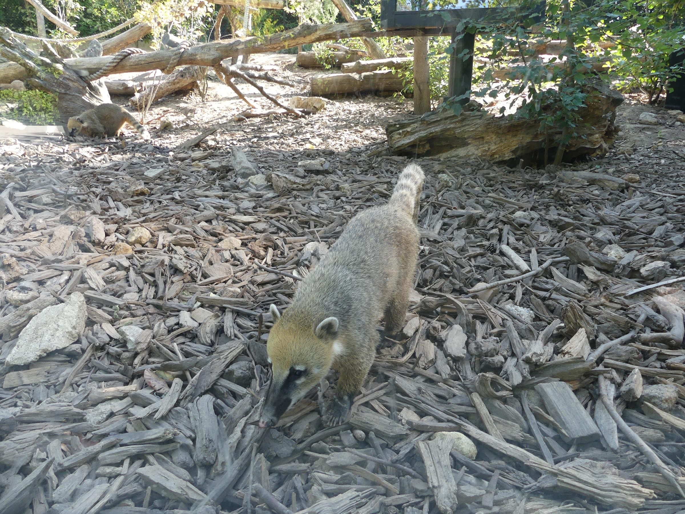 coati