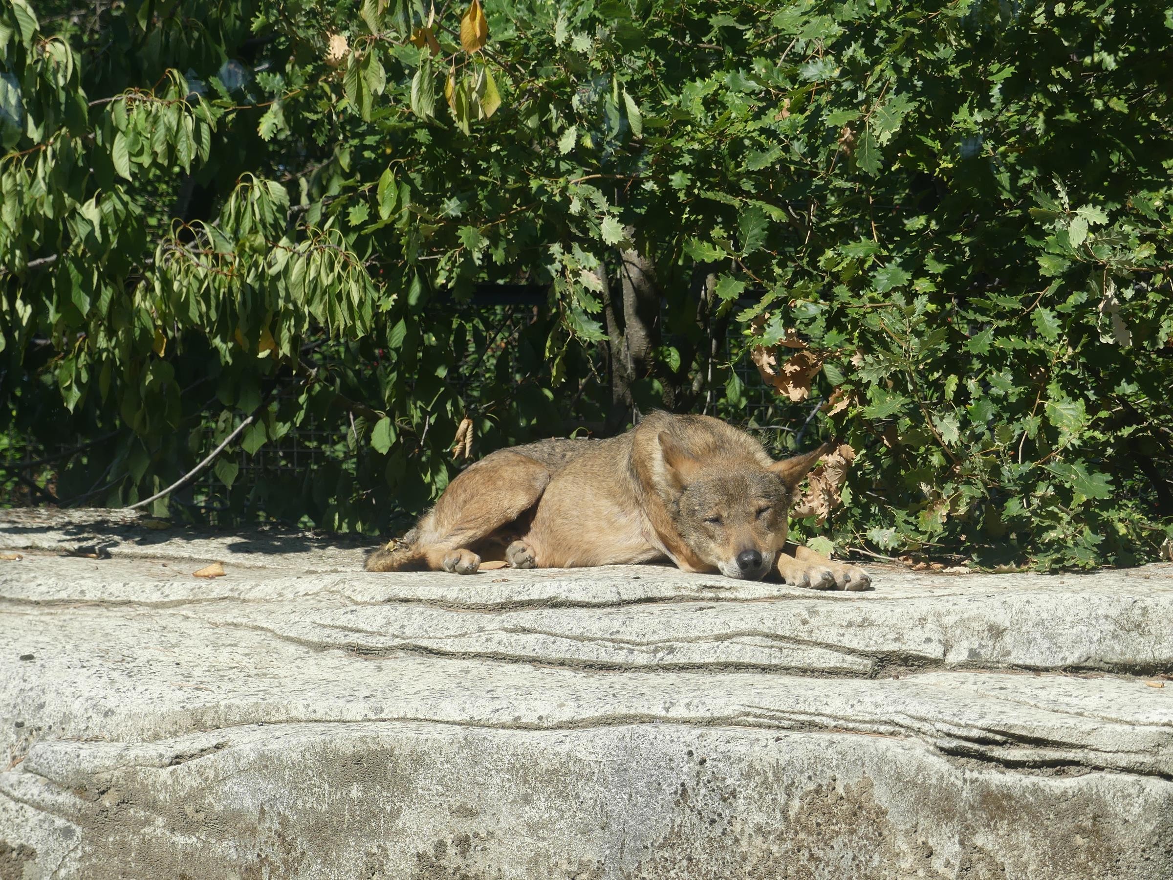 loup ibérique