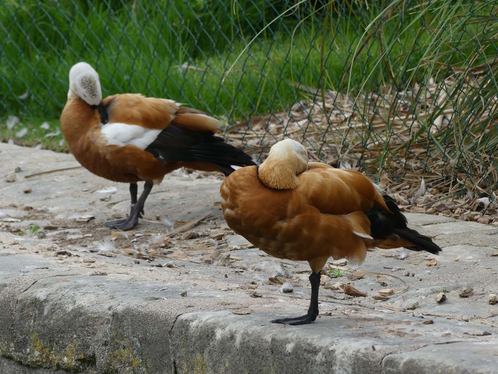 P1080755 1
