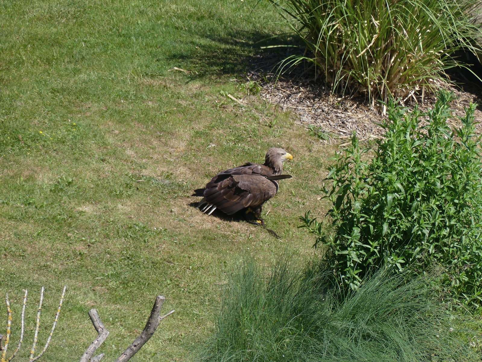 aigle pêcheur