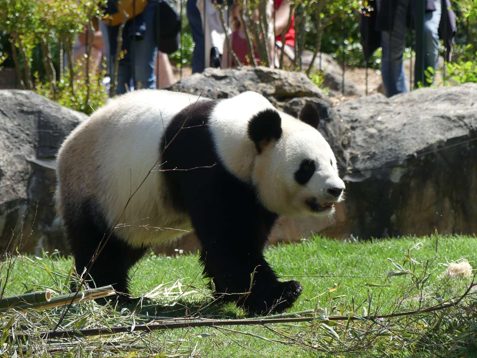 la maman des jumelles: Huan Huan