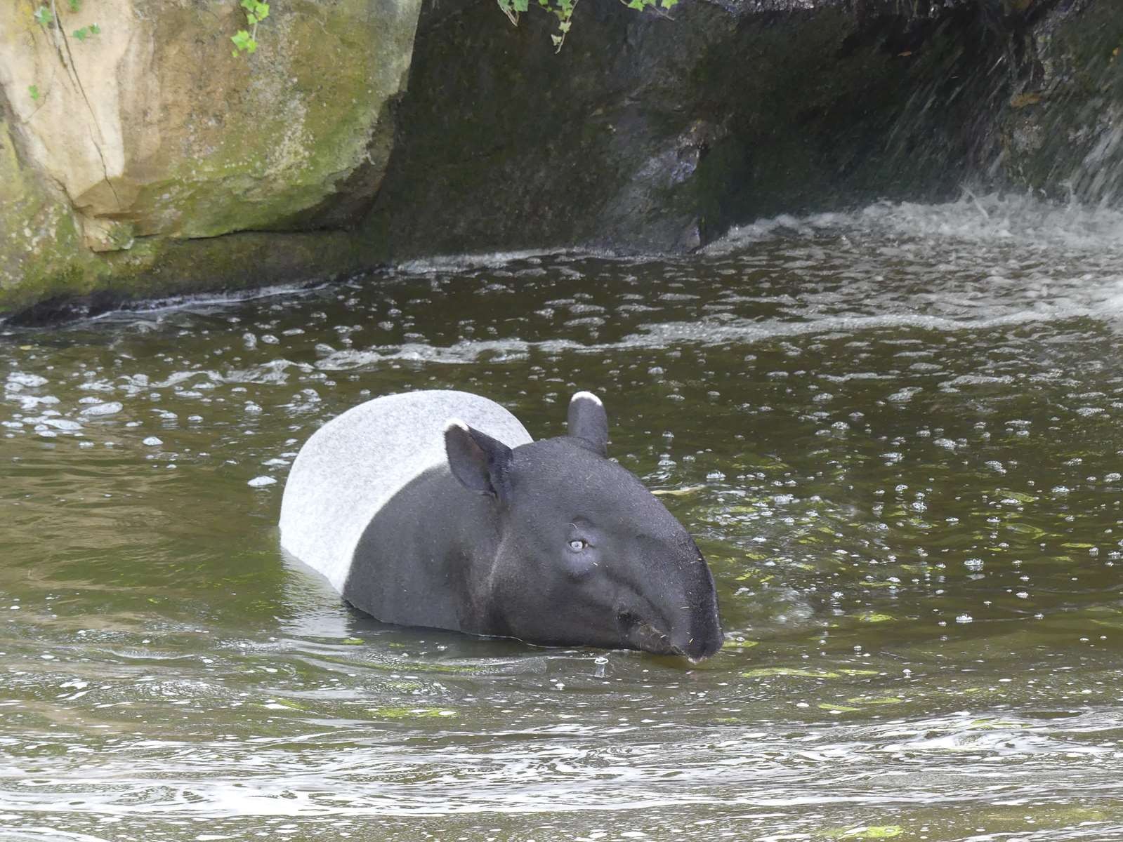 tapir 