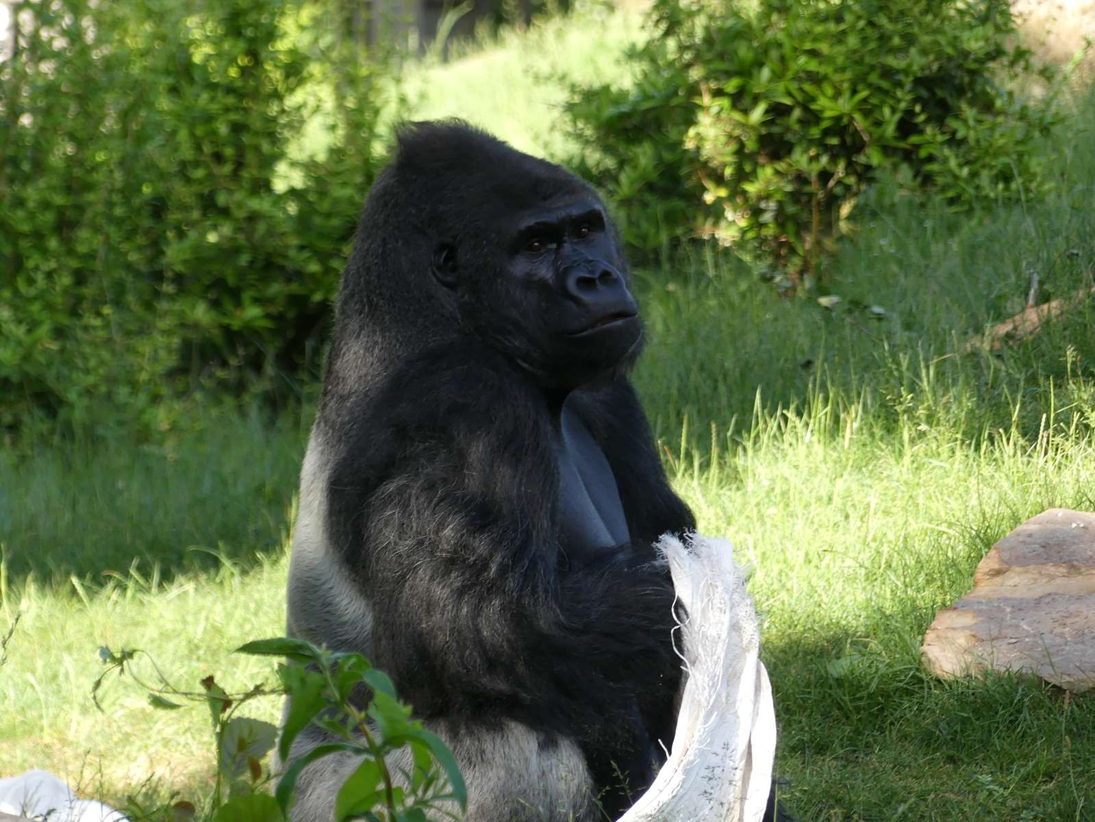 gorille des plaines de l'ouest (Afrique)