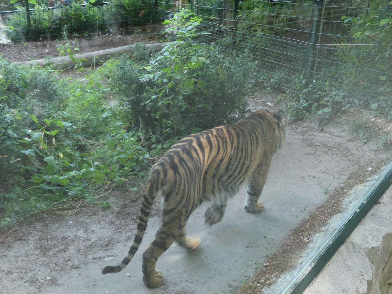 tigre de Sumatra