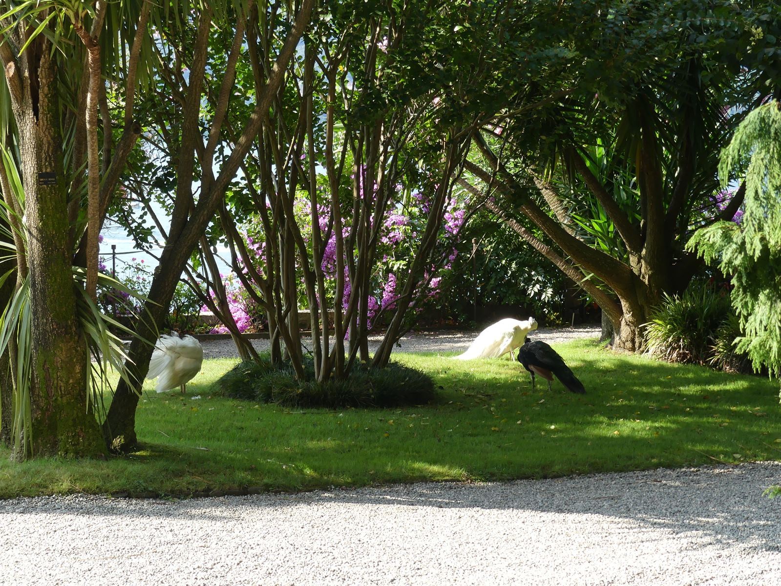 Jardin botanique d'isola Madre