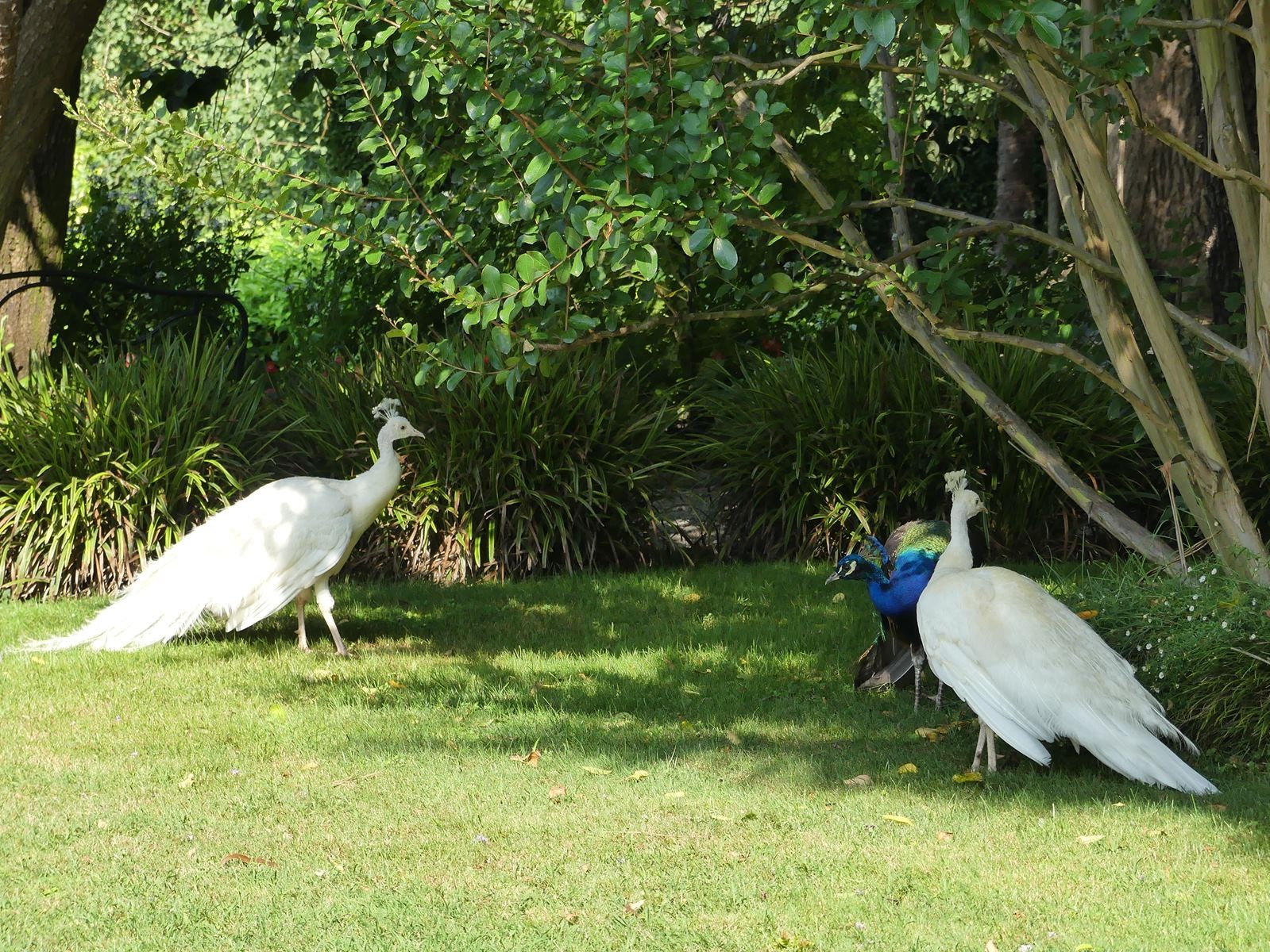 Jardin botanique d'isola Madre