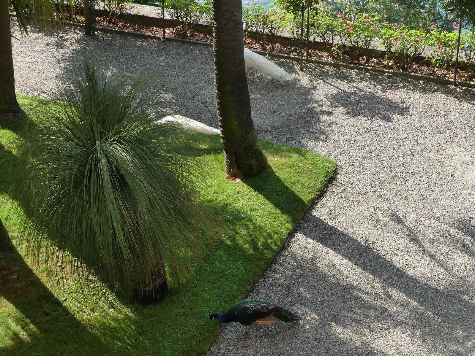 Jardin botanique d'isola Madre