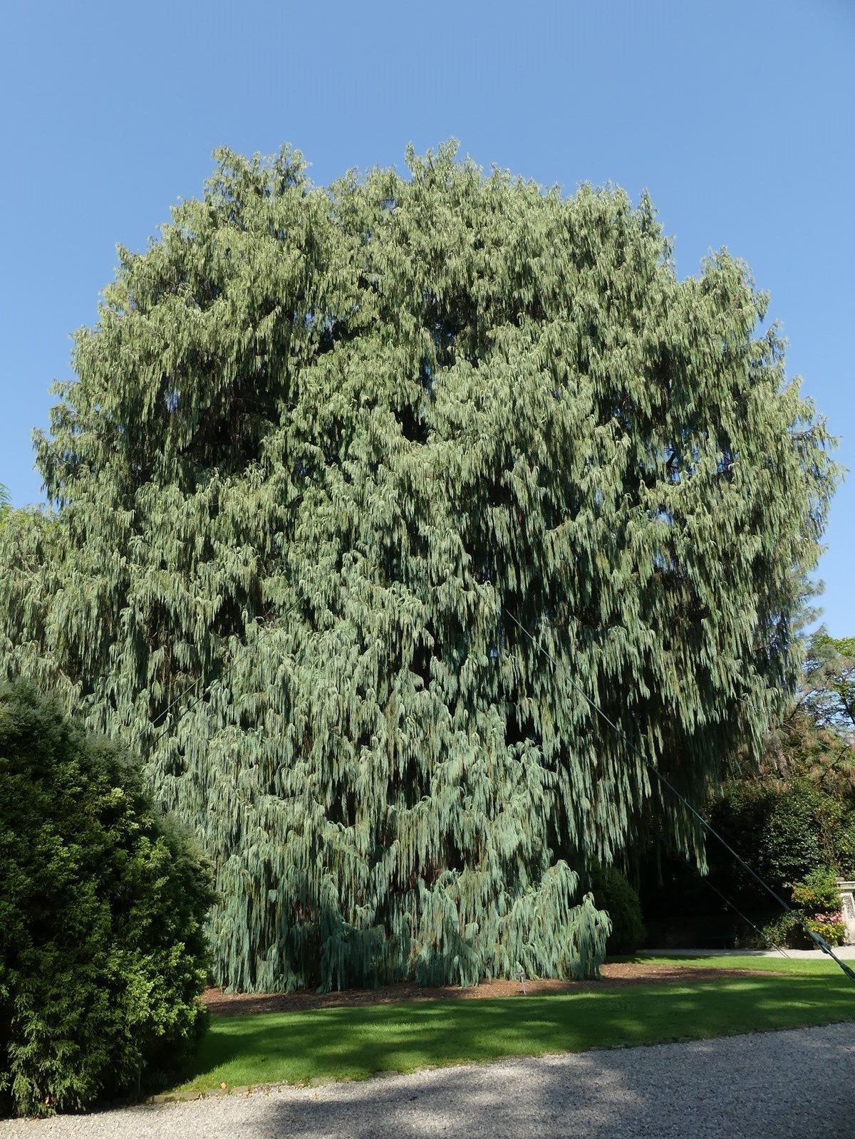 Jardin botanique d'isola Madre