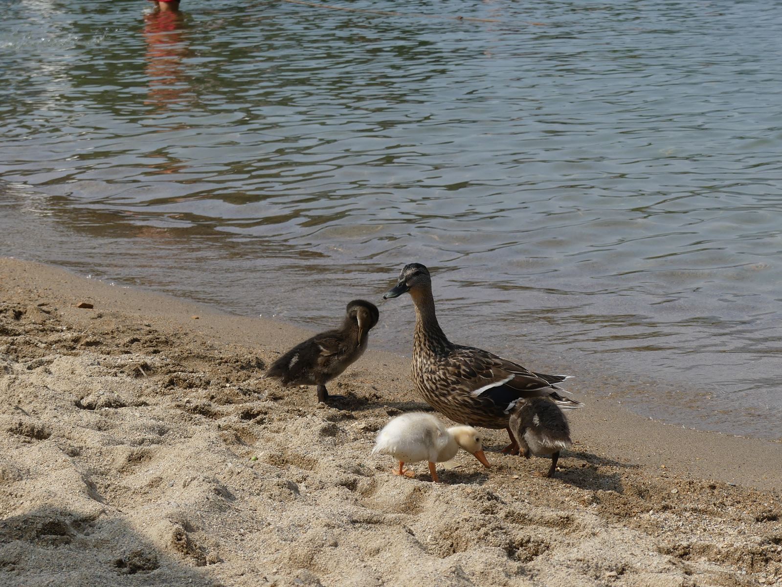 Spiaggia Miami sur les bord du lac d'Orta