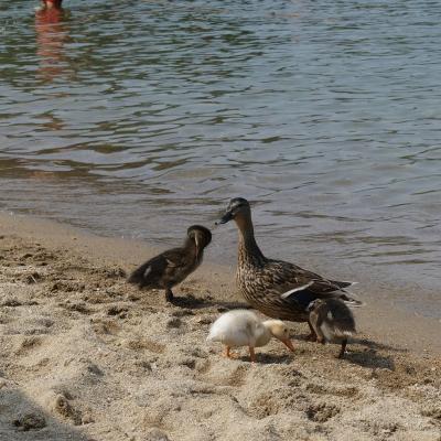 Spiaggia Miami sur les bord du lac d'Orta